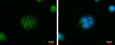 Anti-IQCC antibody used in Immunocytochemistry/ Immunofluorescence (ICC/IF). GTX120509