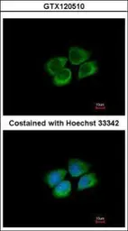 Anti-PARS2 antibody [C1C3] used in Immunocytochemistry/ Immunofluorescence (ICC/IF). GTX120510