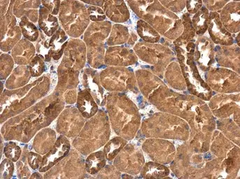 Anti-RASGEF1A antibody [C1C3] used in IHC (Paraffin sections) (IHC-P). GTX120514