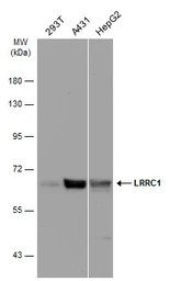 Anti-LRRC1 antibody [C1C3] used in Western Blot (WB). GTX120541