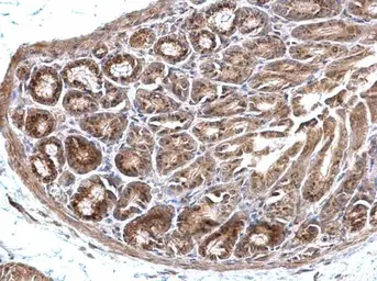 Anti-SELB antibody used in IHC (Paraffin sections) (IHC-P). GTX120560