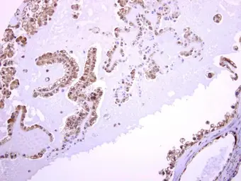Anti-ASMTL antibody [N1C1] used in IHC (Paraffin sections) (IHC-P). GTX120590