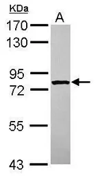 Anti-STRBP antibody [N1N2], N-term used in Western Blot (WB). GTX120608