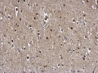 Anti-ZBTB5 antibody used in IHC (Paraffin sections) (IHC-P). GTX120612
