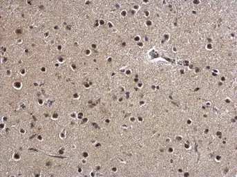 Anti-ZBTB5 antibody used in IHC (Paraffin sections) (IHC-P). GTX120612