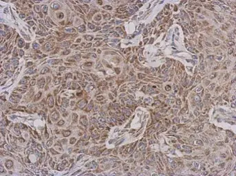 Anti-TTLL12 antibody [C1C3] used in IHC (Paraffin sections) (IHC-P). GTX120613