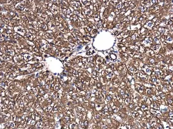 Anti-SPATA13 antibody used in IHC (Paraffin sections) (IHC-P). GTX120616