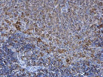 Anti-SPATA13 antibody used in IHC (Paraffin sections) (IHC-P). GTX120616