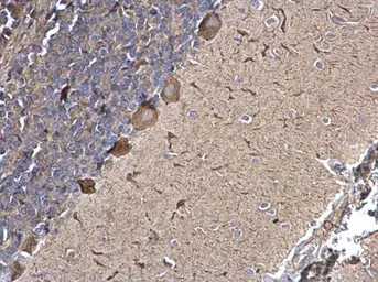 Anti-SPATA13 antibody used in IHC (Paraffin sections) (IHC-P). GTX120616