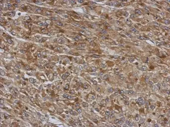 Anti-TMCO3 antibody used in IHC (Paraffin sections) (IHC-P). GTX120621