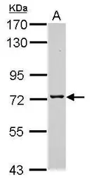 Anti-TMCO3 antibody used in Western Blot (WB). GTX120621