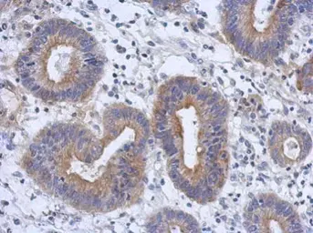 Anti-RAB11FIP3 antibody [C2C3], C-term used in IHC (Paraffin sections) (IHC-P). GTX120640
