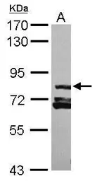 Anti-RAB11FIP3 antibody [C2C3], C-term used in Western Blot (WB). GTX120640