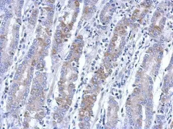 Anti-BEND2 antibody [N3C2], Internal used in IHC (Paraffin sections) (IHC-P). GTX120655