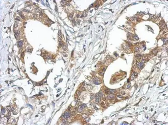 Anti-GPRASP2 antibody [C2C3], C-term used in IHC (Paraffin sections) (IHC-P). GTX120670