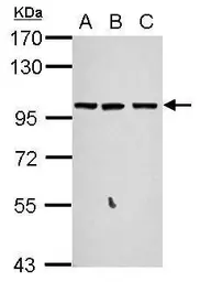 Anti-GPRASP2 antibody [C2C3], C-term used in Western Blot (WB). GTX120670