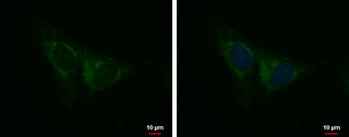 Anti-IQCA1 antibody used in Immunocytochemistry/ Immunofluorescence (ICC/IF). GTX120679