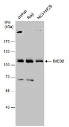 Anti-BICD2 antibody used in Western Blot (WB). GTX120683