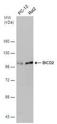 Anti-BICD2 antibody used in Western Blot (WB). GTX120683
