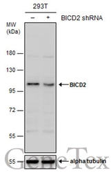 Anti-BICD2 antibody used in Western Blot (WB). GTX120683