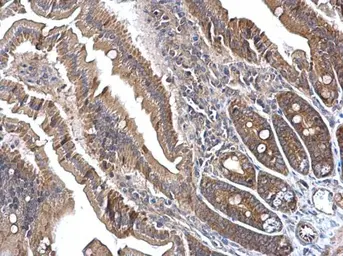 Anti-CNTROB antibody used in IHC (Paraffin sections) (IHC-P). GTX120691