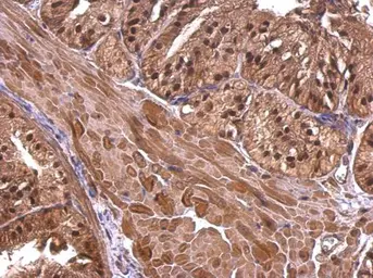 Anti-CBWD1 antibody [N2C3] used in IHC (Paraffin sections) (IHC-P). GTX120748