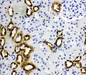 Anti-RKIP antibody used in IHC (Paraffin sections) (IHC-P). GTX12076