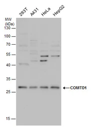 Anti-COMTD1 antibody used in Western Blot (WB). GTX120784
