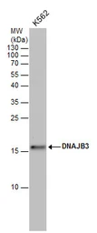 Anti-DNAJB3 antibody used in Western Blot (WB). GTX120801