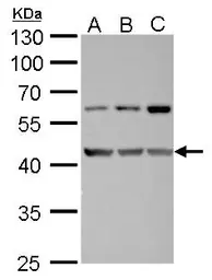 Anti-FAM46C antibody used in Western Blot (WB). GTX120834