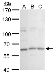 Anti-GPBP1L1 antibody used in Western Blot (WB). GTX120850