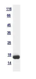Human Histone H3 protein, His tag. GTX120857-pro