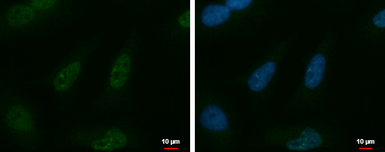 Anti-KHDRBS3 antibody used in Immunocytochemistry/ Immunofluorescence (ICC/IF). GTX120874