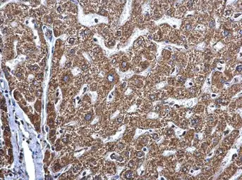 Anti-MAGEE2 antibody used in IHC (Paraffin sections) (IHC-P). GTX120904