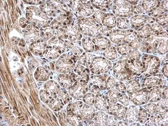 Anti-NKAP antibody used in IHC (Paraffin sections) (IHC-P). GTX120929