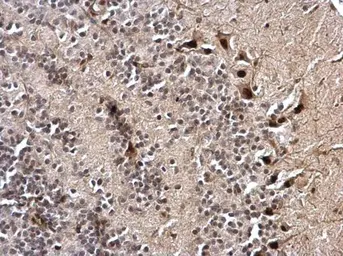 Anti-NKAP antibody used in IHC (Paraffin sections) (IHC-P). GTX120929