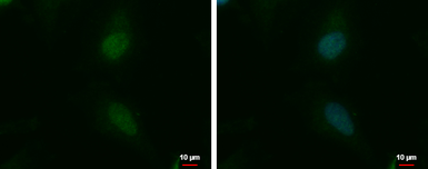 Anti-NKAP antibody used in Immunocytochemistry/ Immunofluorescence (ICC/IF). GTX120930