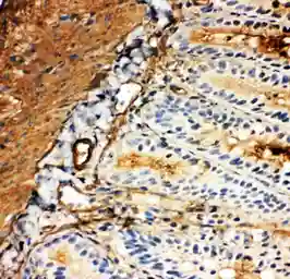 Anti-GLUT5 antibody used in IHC (Frozen sections) (IHC-Fr). GTX12098