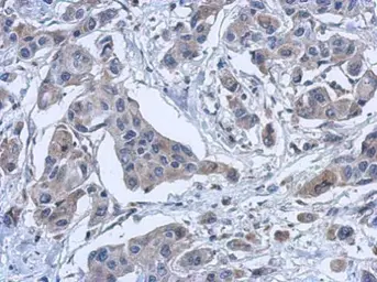 Anti-PYROXD2 antibody [N3C3] used in IHC (Paraffin sections) (IHC-P). GTX120980