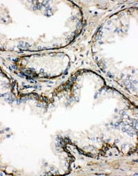Anti-SSR3 antibody used in IHC (Paraffin sections) (IHC-P). GTX12103