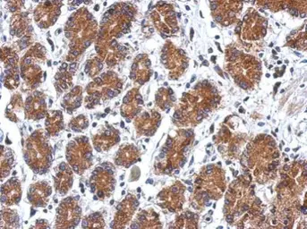 Anti-SEL1L3 antibody used in IHC (Paraffin sections) (IHC-P). GTX121032