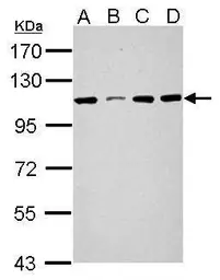 Anti-SEL1L3 antibody used in Western Blot (WB). GTX121032