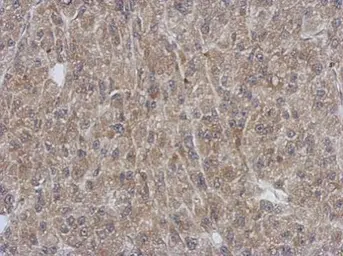 Anti-SH3YL1 antibody used in IHC (Paraffin sections) (IHC-P). GTX121041