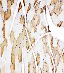 Anti-Myoglobin antibody used in IHC (Paraffin sections) (IHC-P). GTX12106