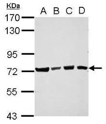 Anti-Ubiquilin 4 antibody [N2C2], Internal used in Western Blot (WB). GTX121126