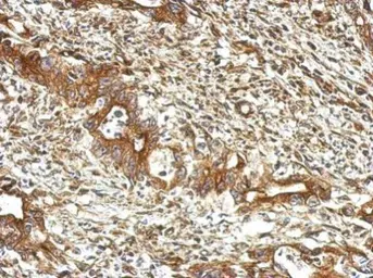 Anti-UBXN1 antibody used in IHC (Paraffin sections) (IHC-P). GTX121127