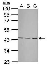 Anti-UBXN1 antibody used in Western Blot (WB). GTX121127