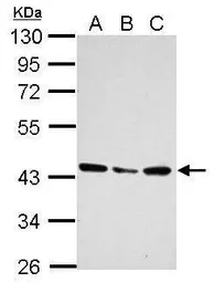 Anti-UBXN1 antibody used in Western Blot (WB). GTX121127
