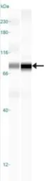 Anti-NAK / TBK1 antibody [108A429] used in Western Blot (WB). GTX12116