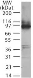 Anti-TLR2 antibody used in Western Blot (WB). GTX12118
